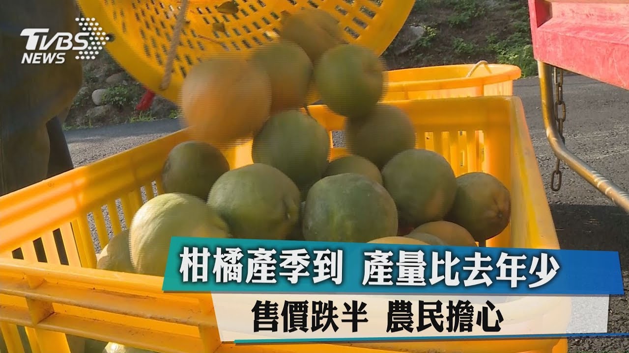 柑橘產季到產量比去年少 售價跌半農民擔心