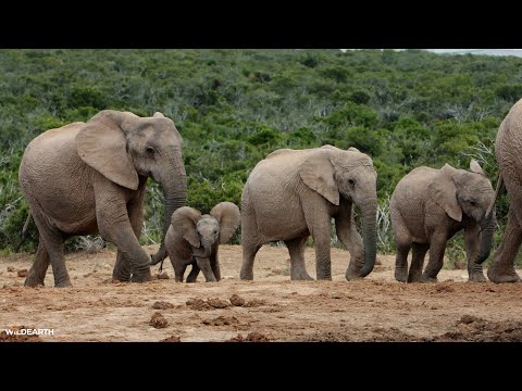 An elephant evening - SafariLIVE Sunset - 24 January 2026