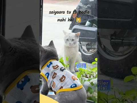 Love has no name. #cats #lovers