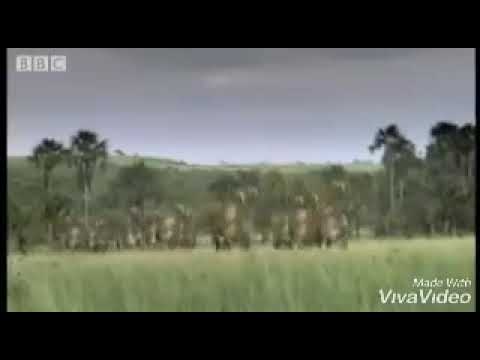 macrauchenia hunting - bbc