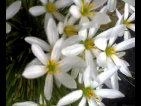 I love flowers (Gurdip)