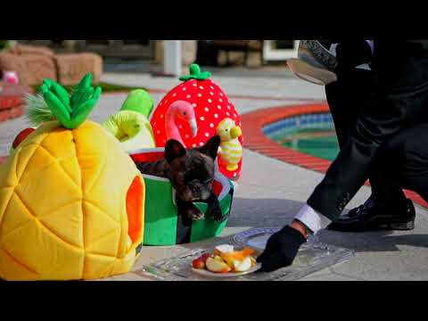 Nandog Pet Gear | About Us