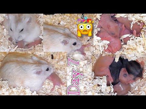MOTHER HAMSTER decided to EAT her BABIES after all 😭🤯