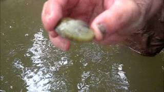 preview picture of video 'Unionidae- Mussels of Swan Creek.wmv'