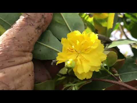 11-9-2023-Giao lưu với cả nhà 1 cây mai cúc Rin-giá 25 triệu-lh-0982738066