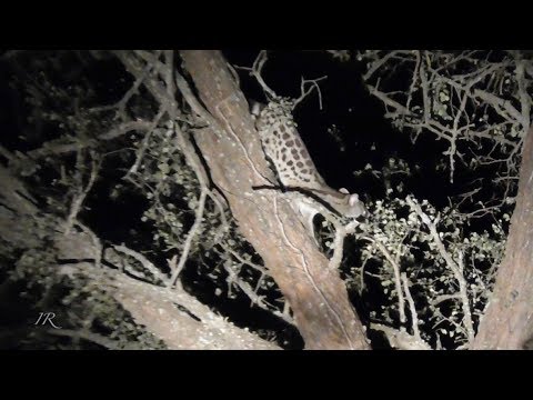 Large-spotted Genet (Genetta tigriana)