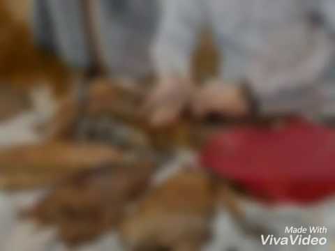 Willy rasta ft gabby El tabaquero