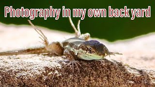 Look Closer To Home | Looking In My Own Back Yard