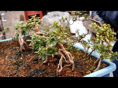 これがボウヘンプを正しく植え替える方法です 植物