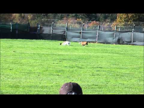 #coursing Gorey derby trial stake 2012 2nd round