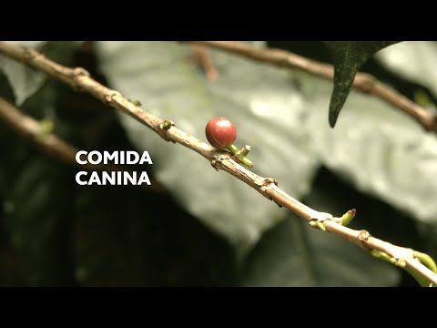Emprendedores de Supatá crean producto ecológico a base de café | Enlace Trece