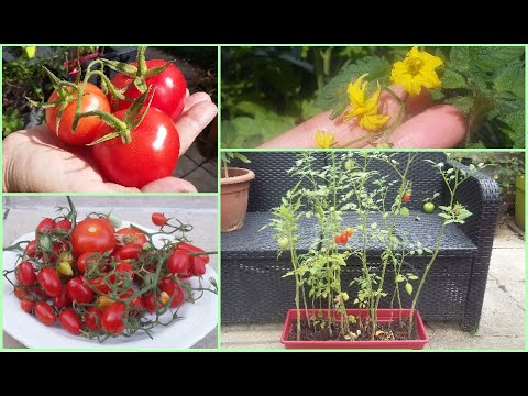 , title : 'Faire pousser des tomates en pot à partir de graines/ étape par étape/ Growing tomato from seeds'