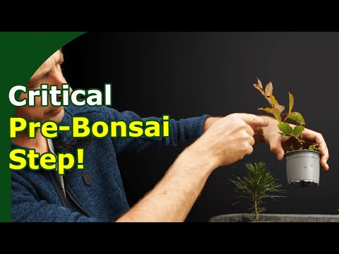 Avoid these mistakes and grow better bonsai from seed or cutting