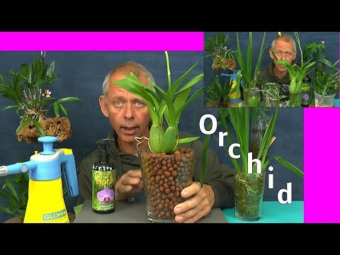 , title : 'Orchideen Pflege Spezial einfache Fakten zum selber machen die Welt der Orchideen'