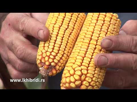 LK HIBRIDI - 3 hibrida kukuruza: Bećar, Delija i Sremac - Popinci