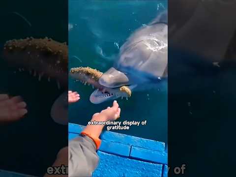 A thank you gift from the dolphins! #shortvideo #animals #shorts #foryou #fish #sea #cute