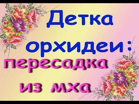 Детка ОРХИДЕИ:ПЕРЕСАДКА из МХА в КОРУ.Привет Наташе и Настеньке :)