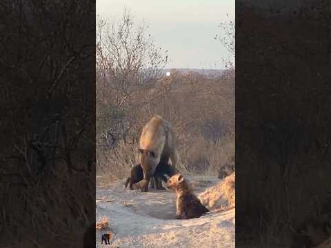 Hyenas #krugernationalpark #hyena #shorts