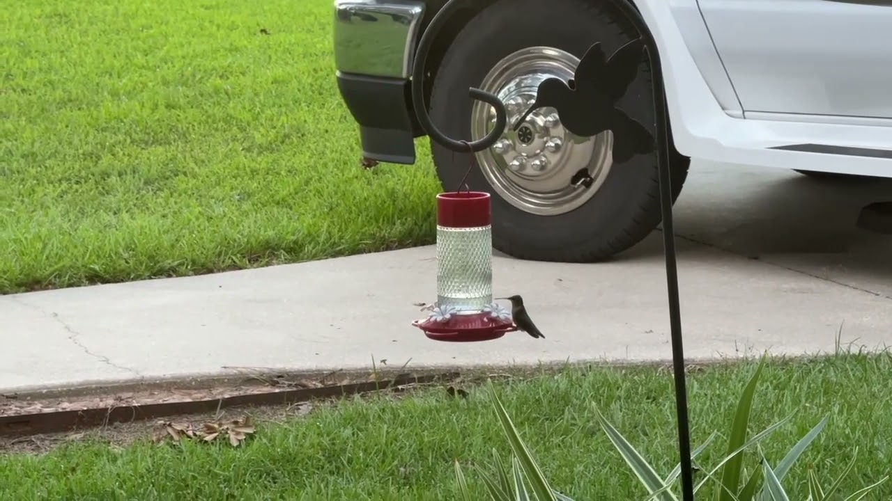 1 Hungry Hummingbird