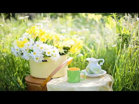 Nicolas Giordano, Alessio Serra - Sunny Morning (Vandelor Remix) (RYNTH)