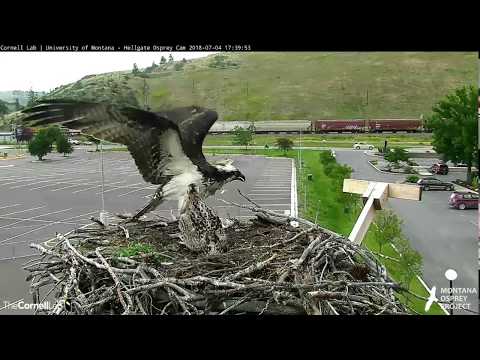 Hellgate Ospreys ~ Lele Watches Iris Wrangle a Lively Fish on the Nest ~ SloMo ~7/4/18