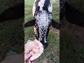 Bull Video Bull Animals Shorts