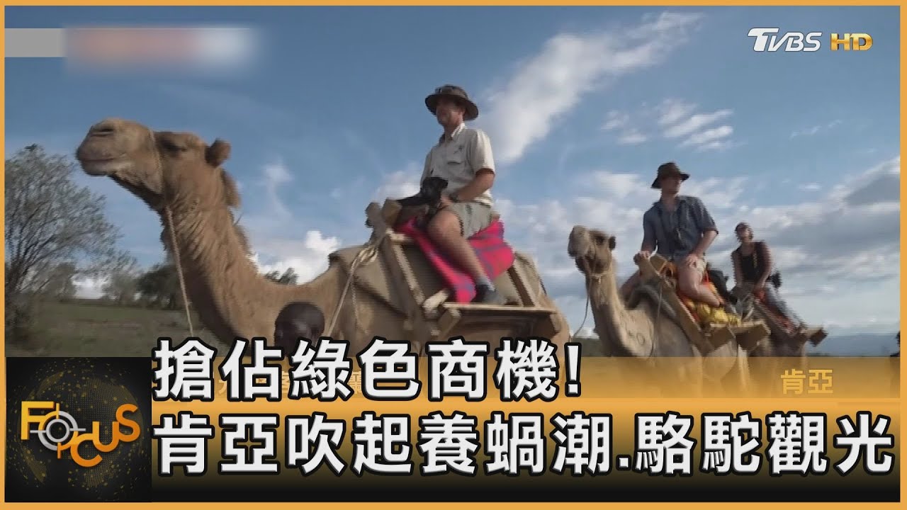 搶佔綠色商機！肯亞吹起養蝸潮.駱駝觀光