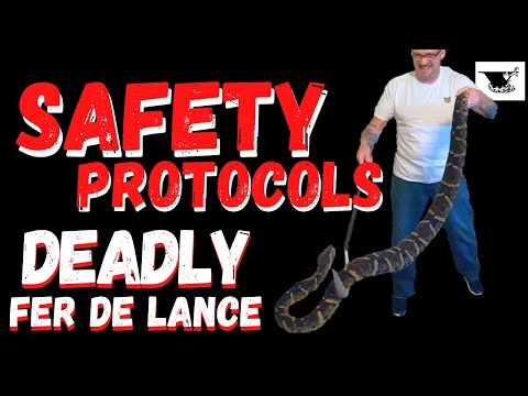 How To Handle Venomous Snakes SAFELY