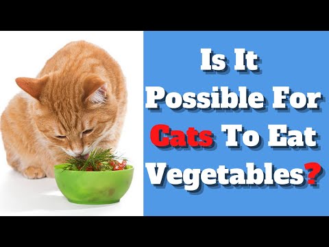 Can cats eat vegetables ?