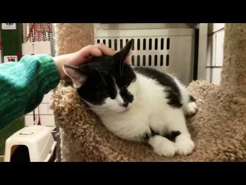 Bailey, an adopted Domestic Short Hair in Kittanning, PA_image-1