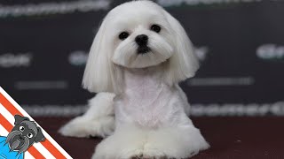 How to groom a dog Maltese? - Dog grooming cute