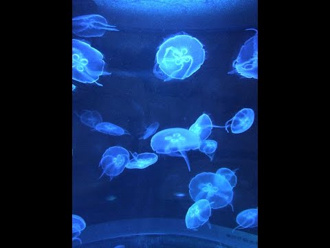 (FREE FOR PROFIT) Jazzy Bazz x Laylow Type Beat "Medusa" (prod. BabyyLdc!)