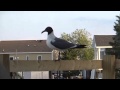 The Seagulls Of Mystic Island, NJ 