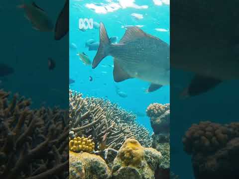 Coral reef – Cocos Island, Western Australia Nature Escapes ABC Australia