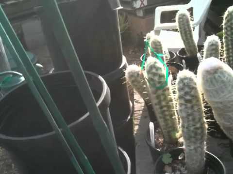 botanical garden with emily 9