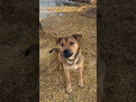 Drake, an adoptable Rottweiler & Shepherd Mix in Meadow Lake, SK_image-1