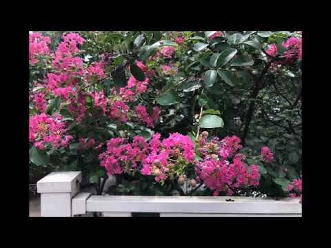 Irish Night at the Pops ( A. Fiedler )