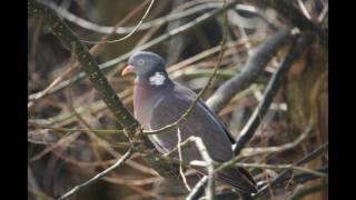 LES OISEAUX DE NOS VILLES