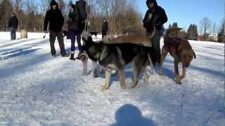 Winter Wonderland at the Dog Park