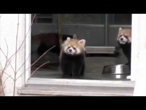 Red Panda Gets Scared and Falls on the Floor