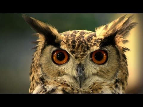 Power Animals & Native Nights-Native American Indian Meditation Music-Healing soft sleep music-Niall