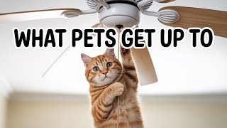 Caught on Camera - What Pets Do When Your Not Home !