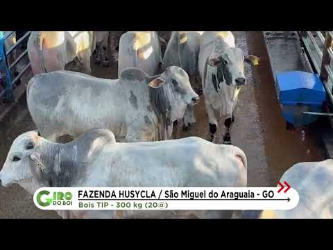 BOI DE TIP: FAZENDA ENTREGA ANIMAIS DE 20 ARROBAS EM SÃO MIGUEL DO ARAGUAIA (GO)