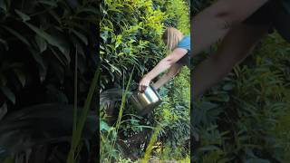 How to kill POISON IVY without toxic chemicals PART 2