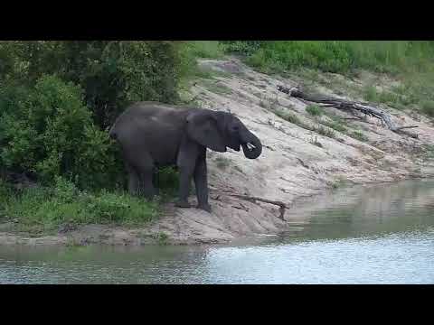 Djuma: Lone Elephant gets drink at the dam - 15:36 - 01/07/21