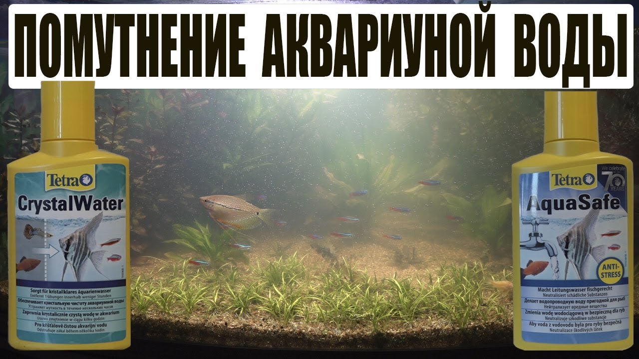 Чтобы вода в аквариуме была прозрачной. Чтобы вода в аквариуме была прозрачной. Чтобы вода в аквариуме была прозрачной. Грязная вода в аквариуме. Чтобы вода в аквариуме была прозрачной.