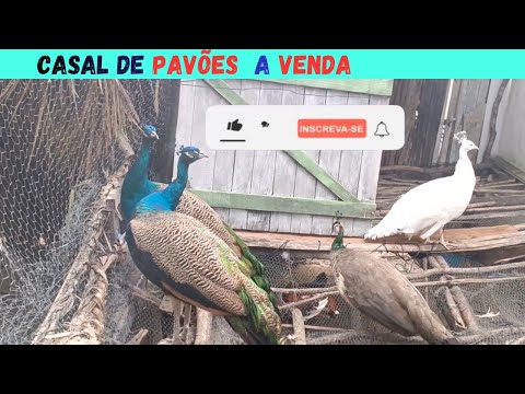VENDE-SE PAVÕES MUNDO  DAS AVES BELO JARDI,M PERNAMBUCO. Como Criar Pavão filhote.