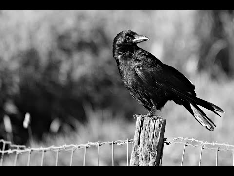 Hebrew Background of Luke 12:22 34