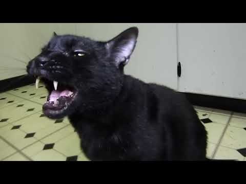 Talking Kitty Cat 44 - BAD! BAD! BAD!