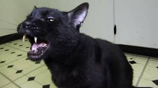 Talking Kitty Cat 44 - BAD! BAD! BAD!